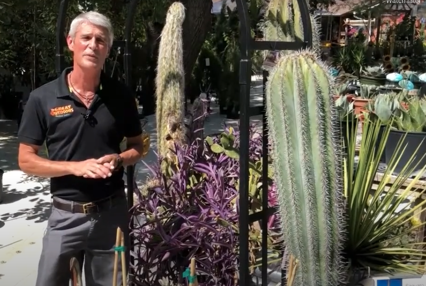 Desert Gardening an Intro to Yucca, Cactus and Agave The Great