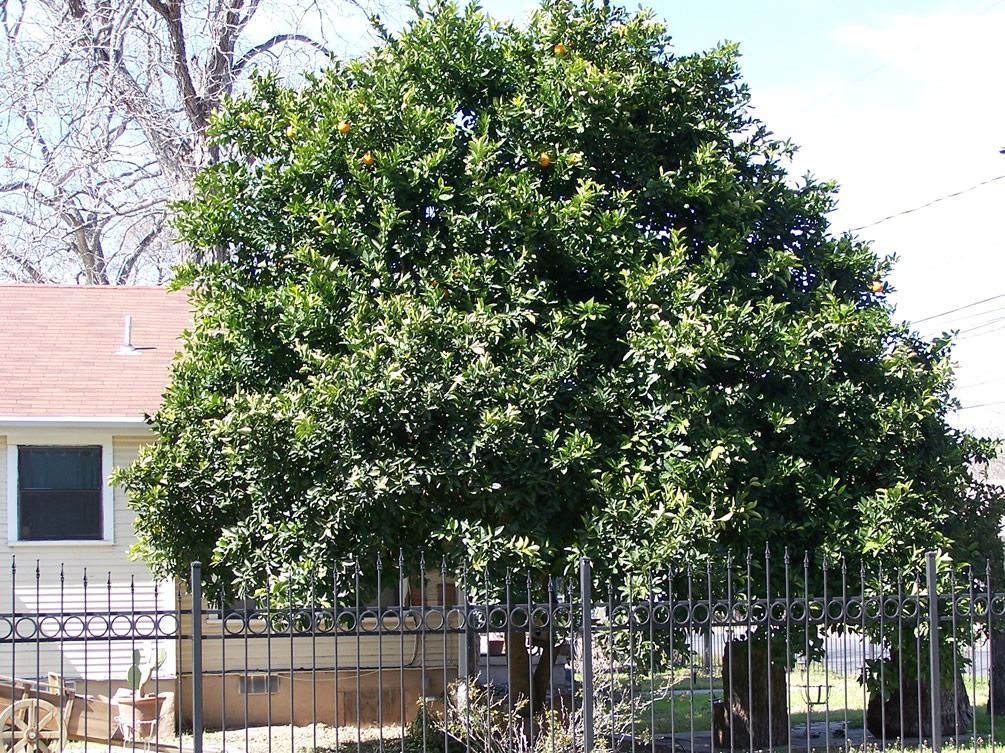 Citrus for Austin The Great Outdoors Nursery