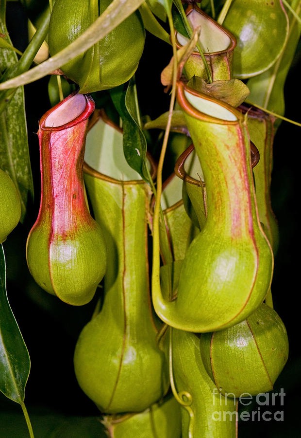 Asian Pitcher Plant - The Great Outdoors Nursery
